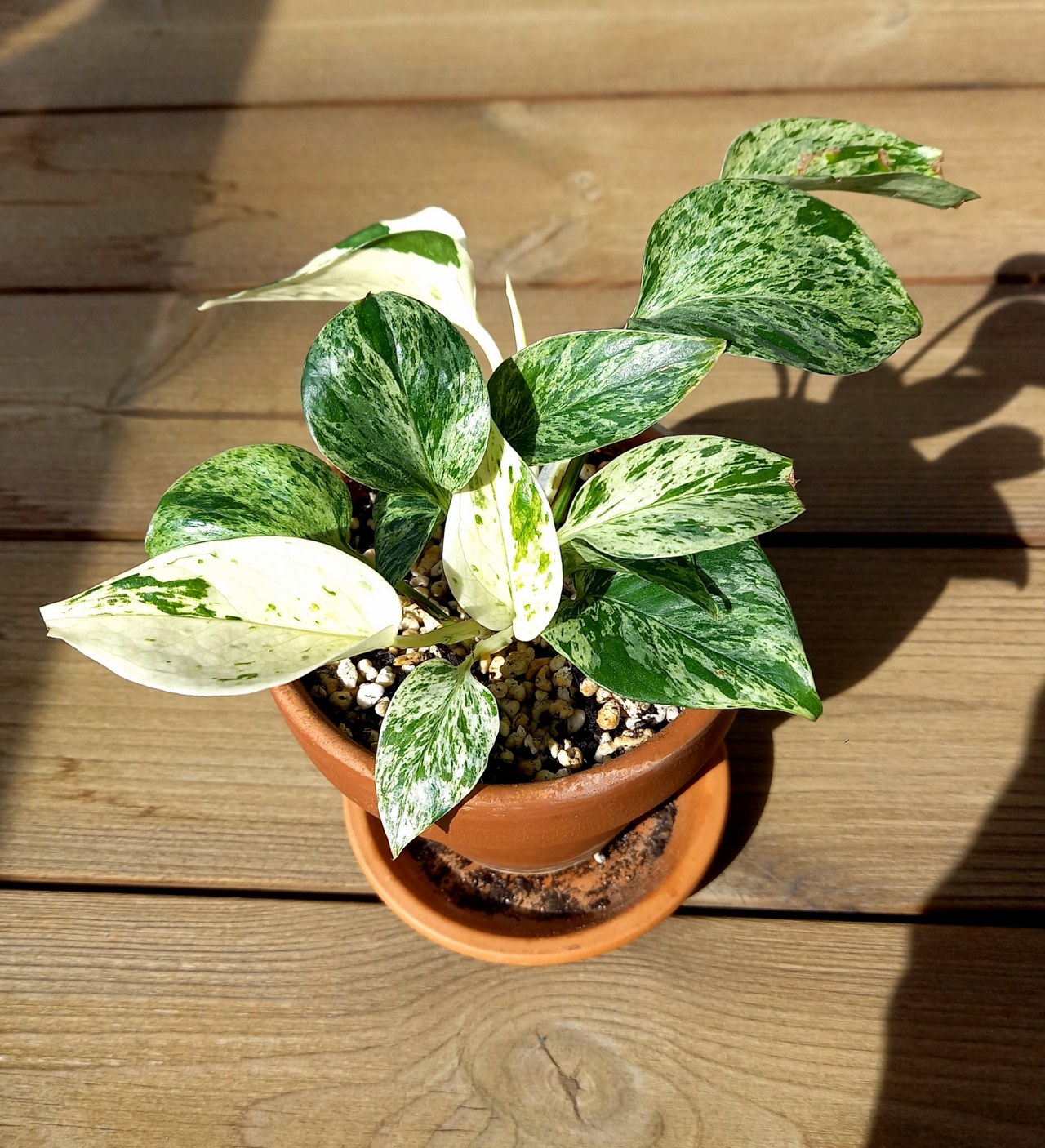 Phong Thủy Huyền Quan Cho Chung Cư: Gọn, Sáng Và Đỡ Lỗi Bố Trí Thường Gặp 7 Cây trầu bà Marble Queen trồng trong chậu đất nung có đĩa hứng nước, đặt trong nhà